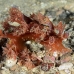 nudibranch_gbb_mb_h_0010_png1232.jpg